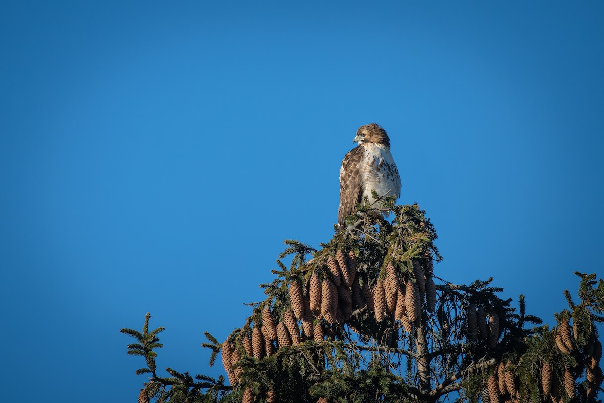 Red-tailed Hawk - Peter Rosario