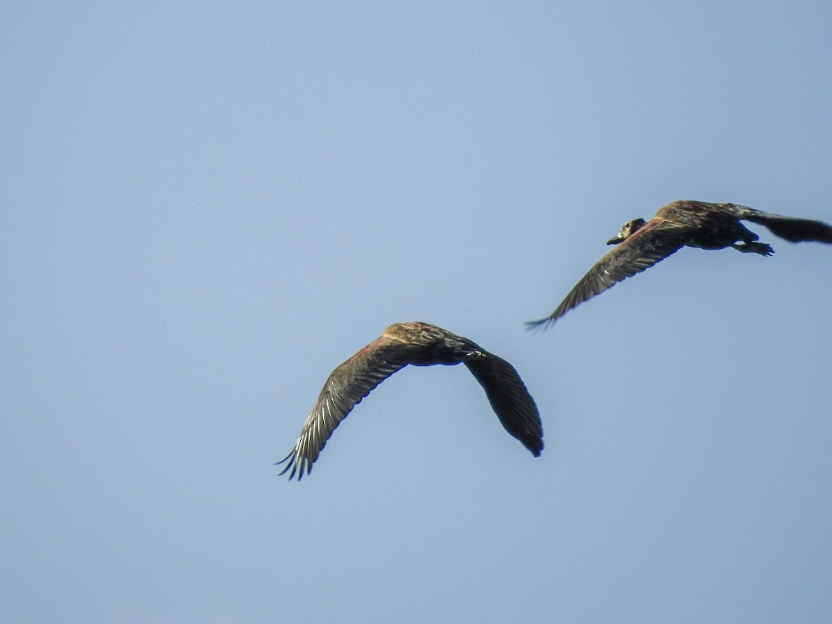 White-faced Whistling-Duck - ML613964153