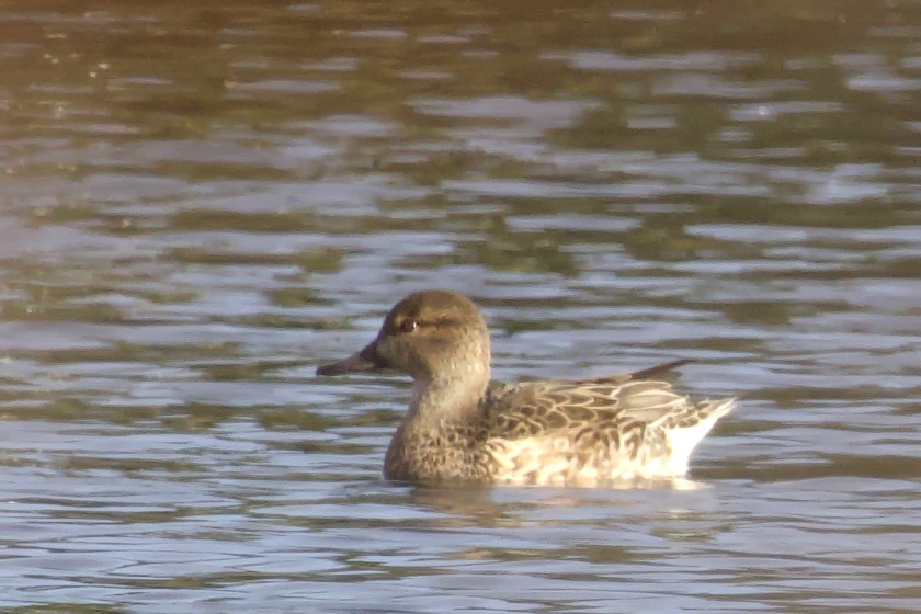 Green-winged Teal - ML613964164