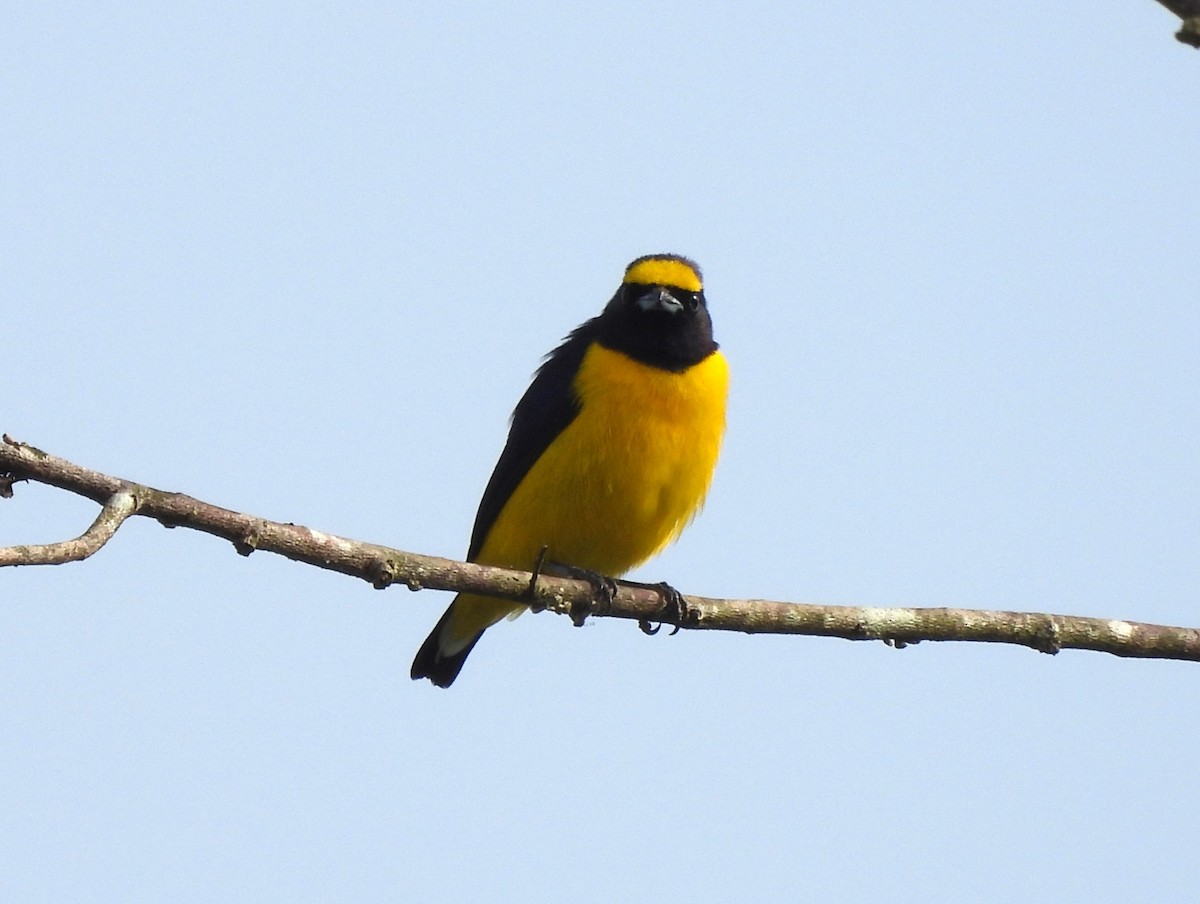 Scrub Euphonia - ML613964167