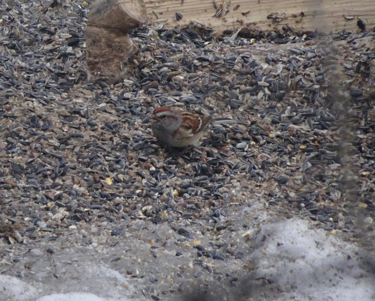 American Tree Sparrow - ML613964207