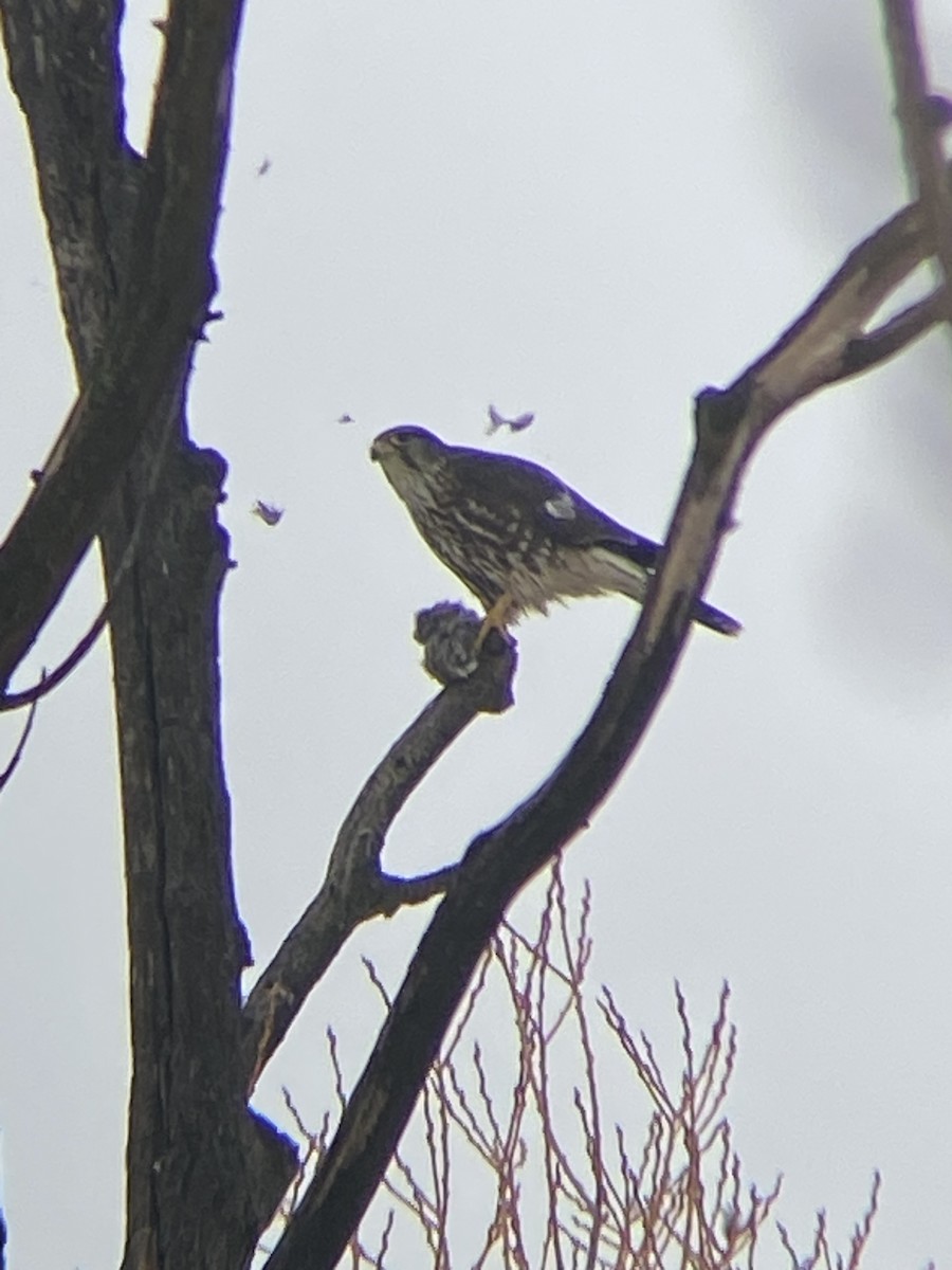 Merlin - ML613964208