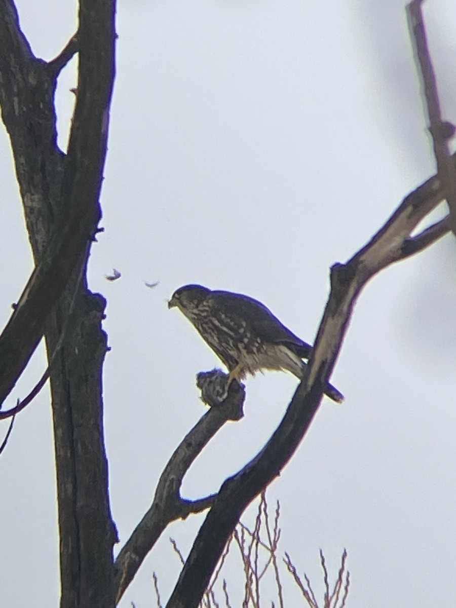 Merlin - ML613964209