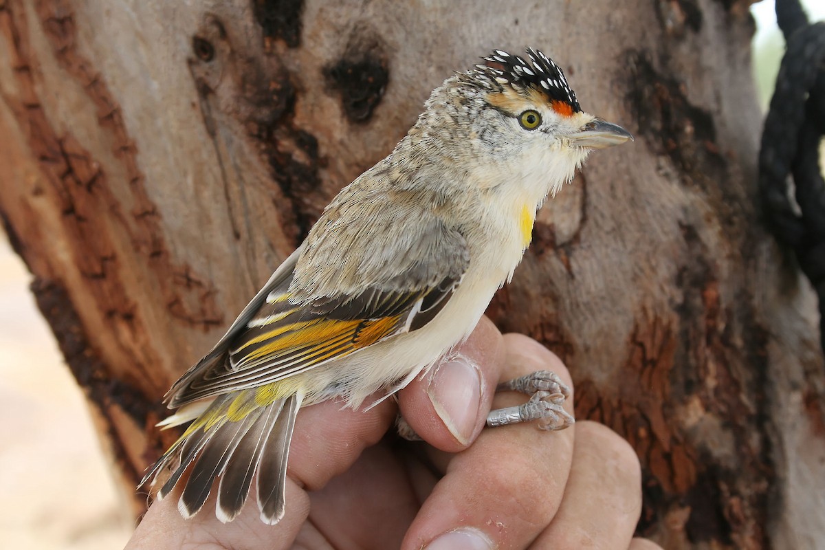 Red-browed Pardalote - Paul Barden
