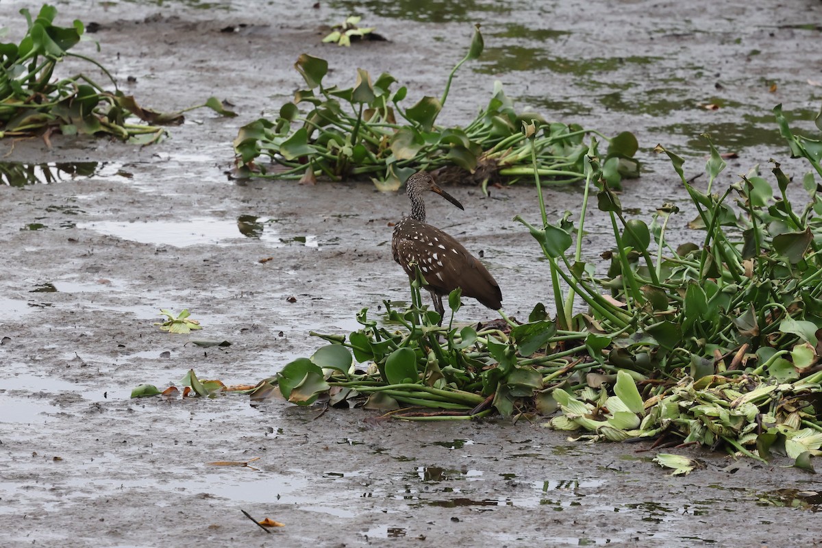 Limpkin - David Anderson