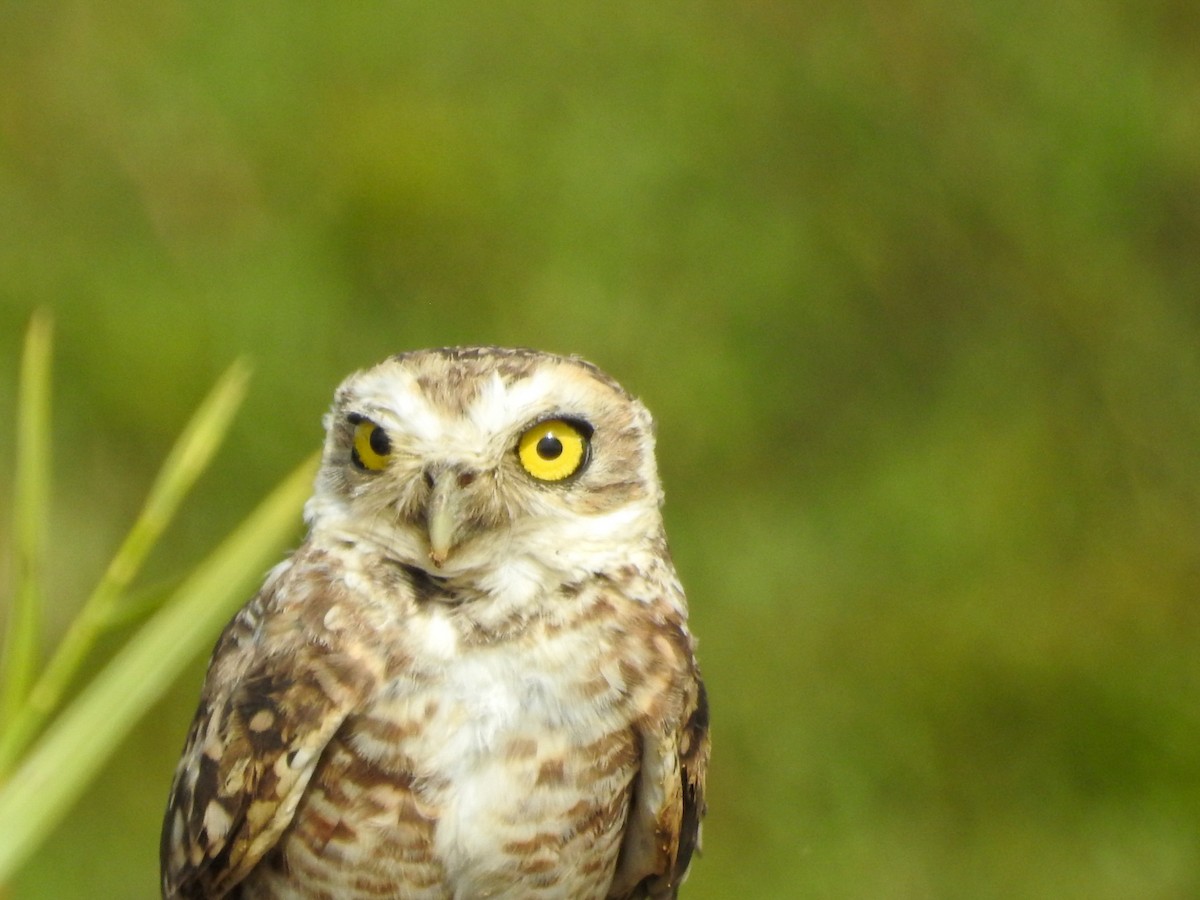 Burrowing Owl - ML613964467