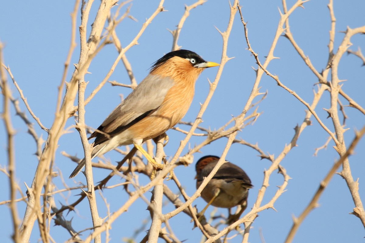 Brahminy Starling - ML613964528