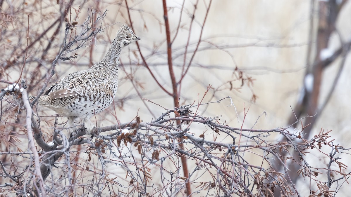 Sharp-tailed Grouse - ML613964564