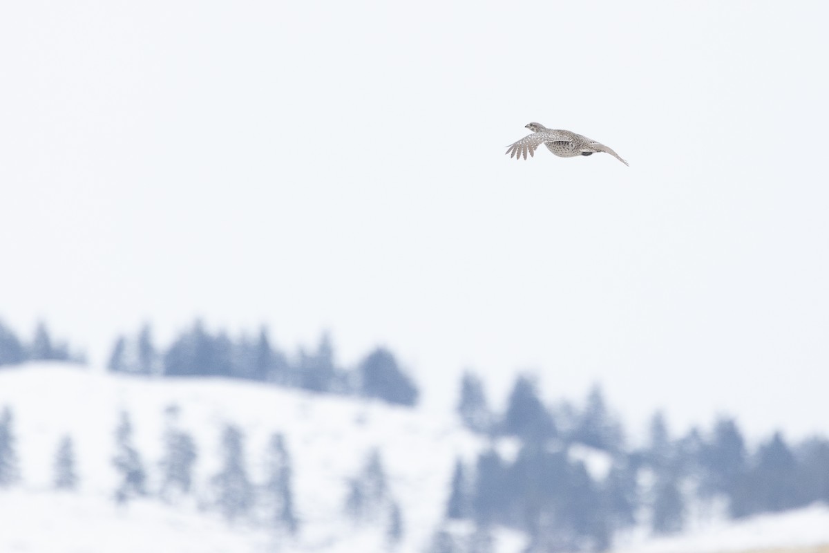 Sharp-tailed Grouse - ML613964569