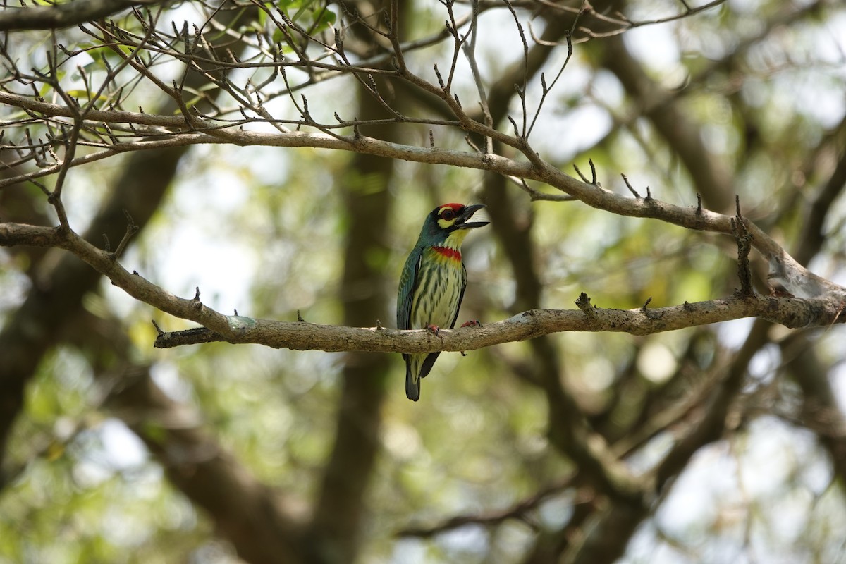 Coppersmith Barbet - ML613964601