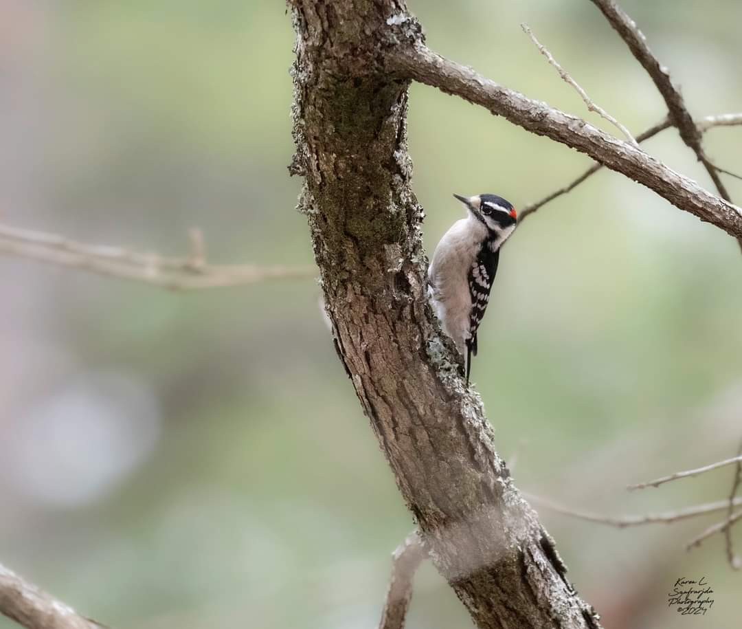 Downy Woodpecker - ML613964607