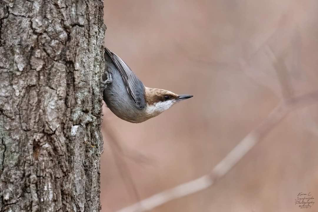Brown-headed Nuthatch - ML613964622