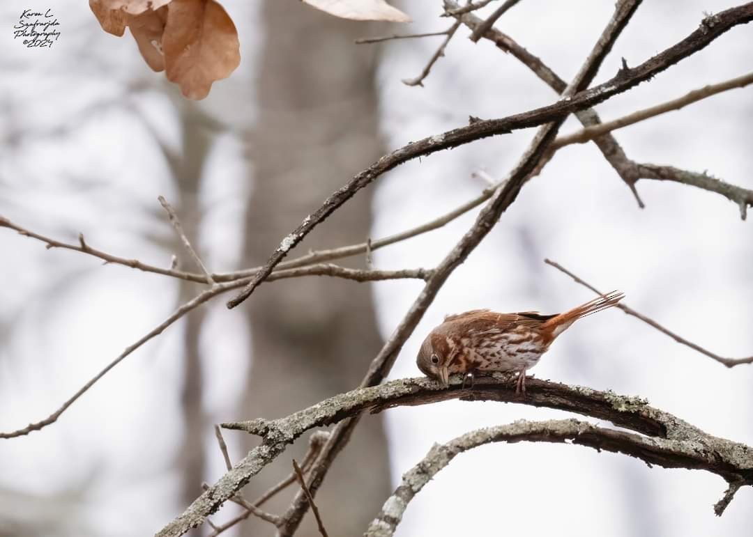 Fox Sparrow - ML613964632