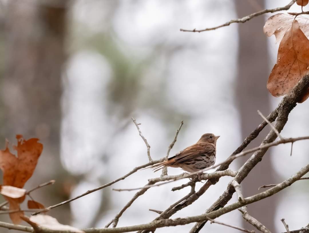 Fox Sparrow - ML613964633