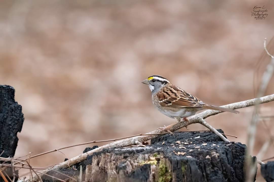 White-throated Sparrow - Karen Szafrajda