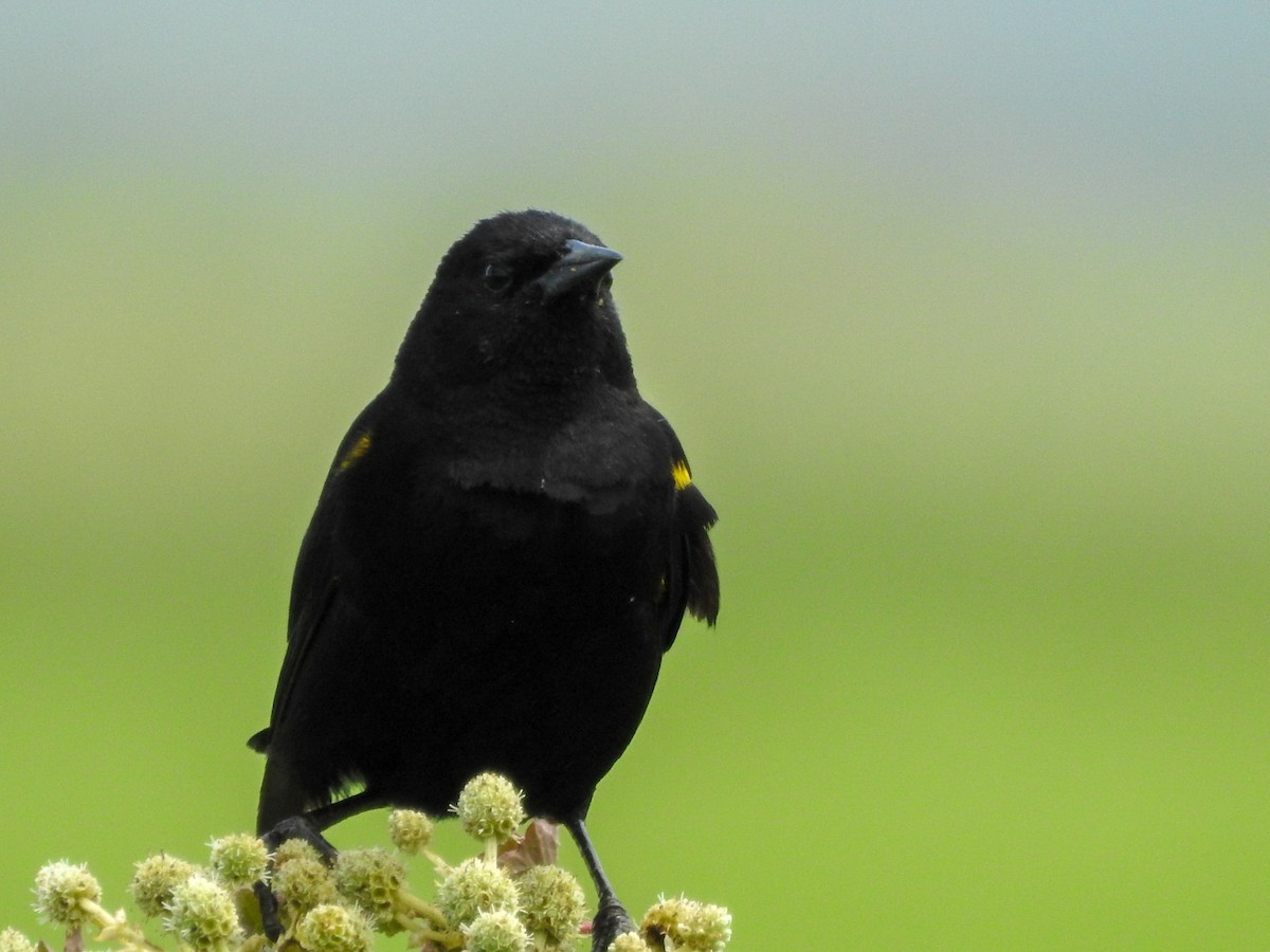 Yellow-winged Blackbird - ML613964641