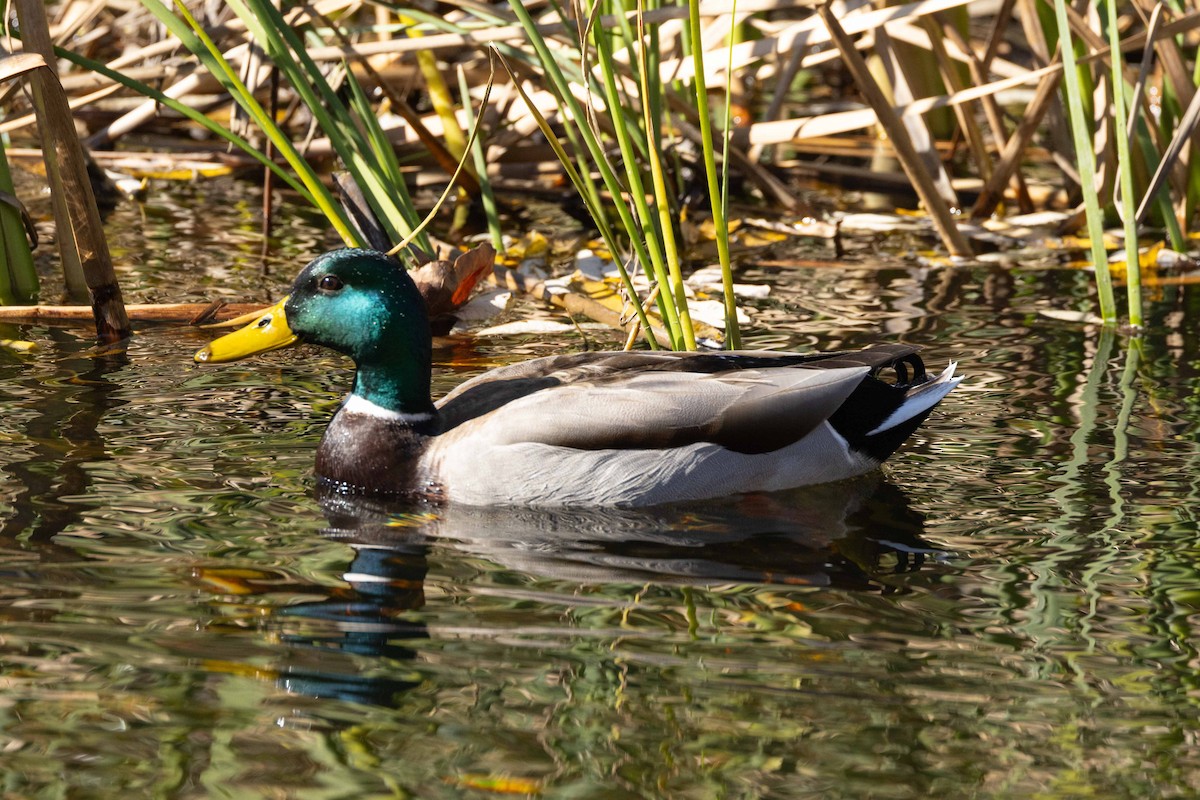 Mallard - ML613964653