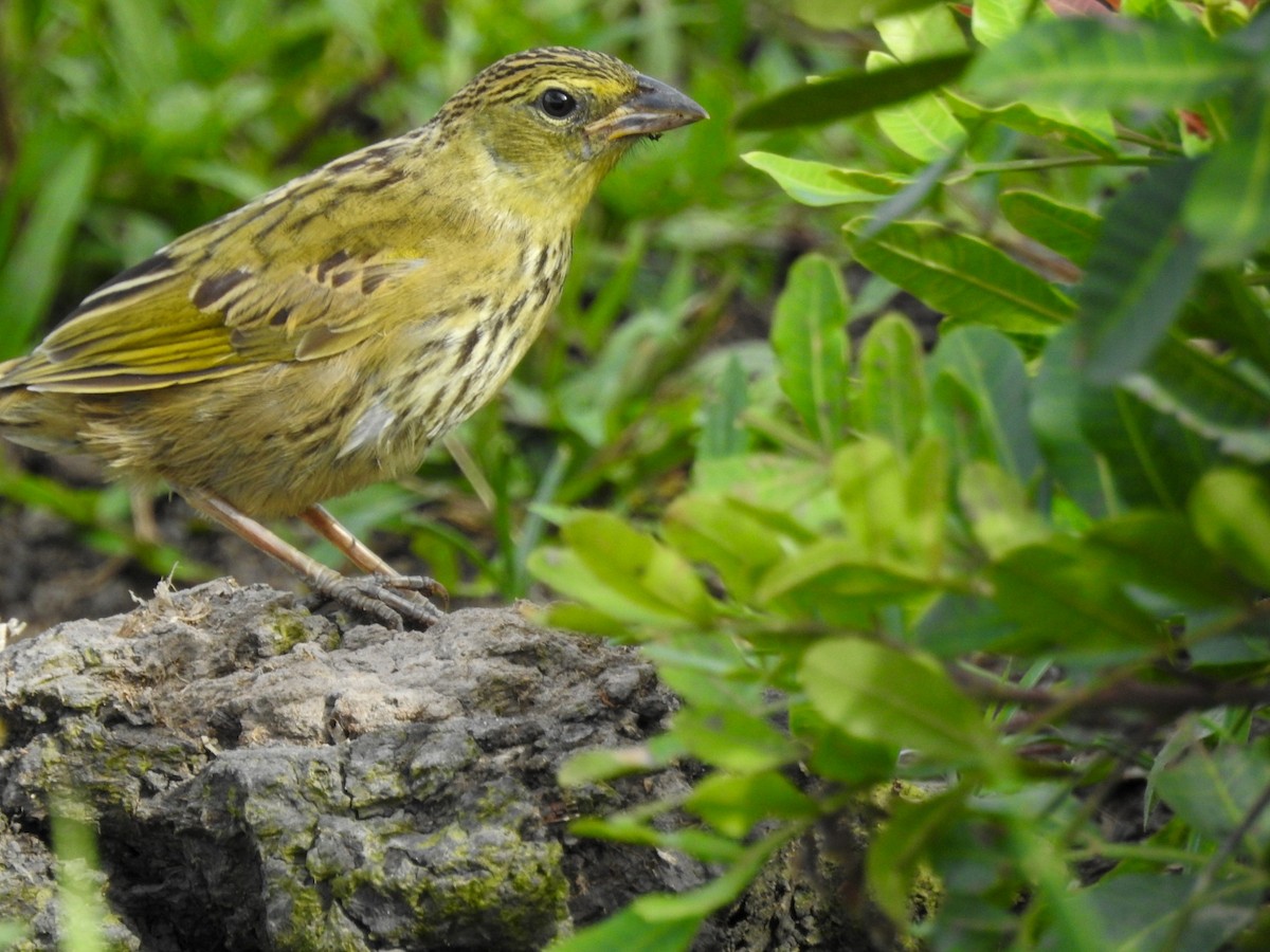 Great Pampa-Finch - ML613964716