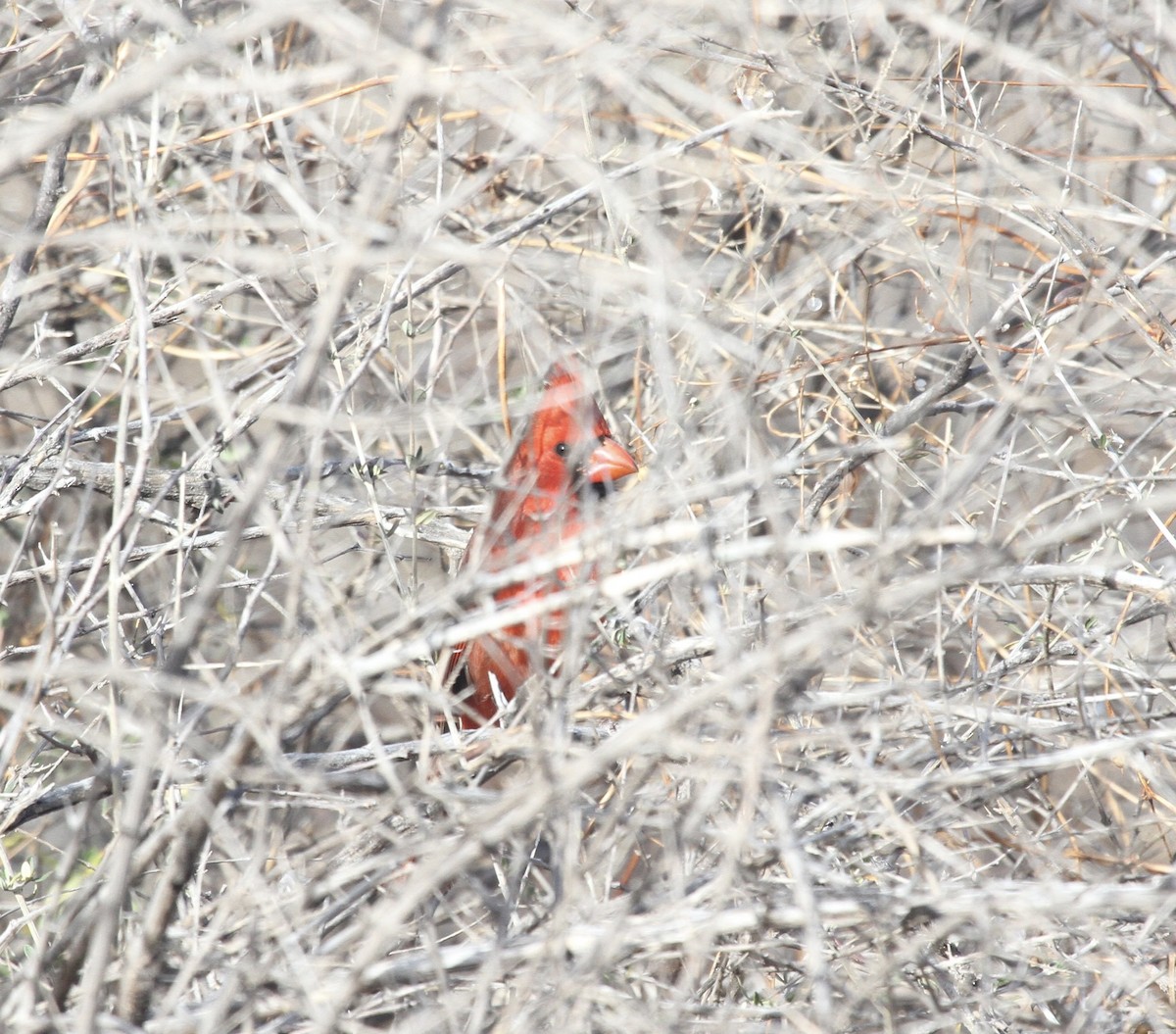 Cardenal Norteño - ML613964726