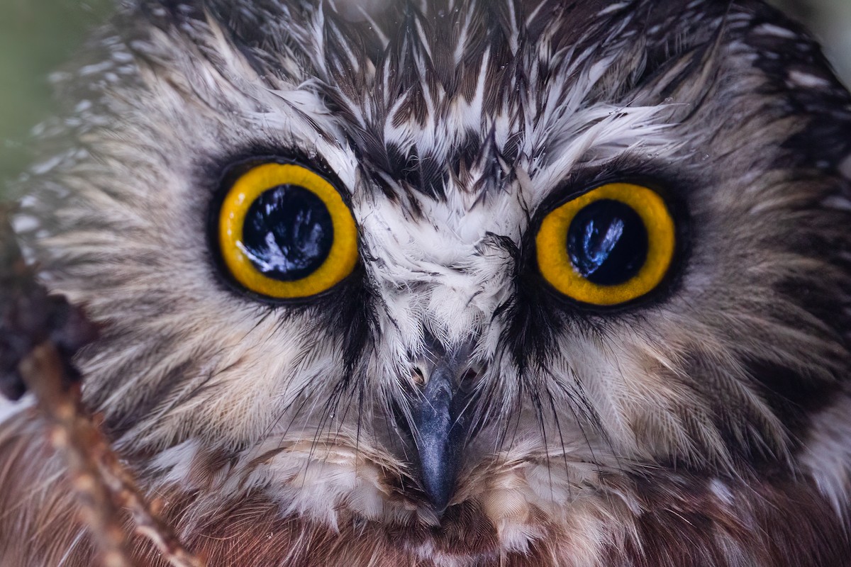 Northern Saw-whet Owl - ML613964842