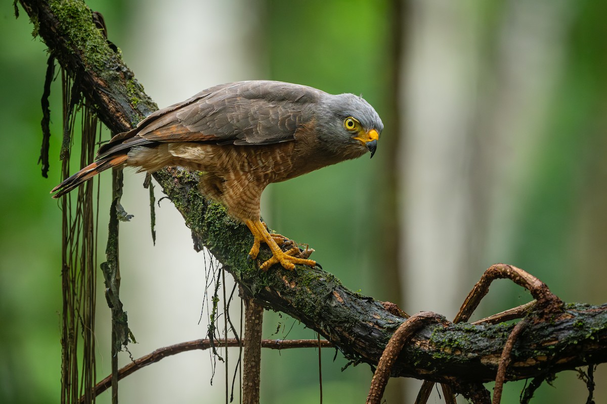 Roadside Hawk - ML613964877