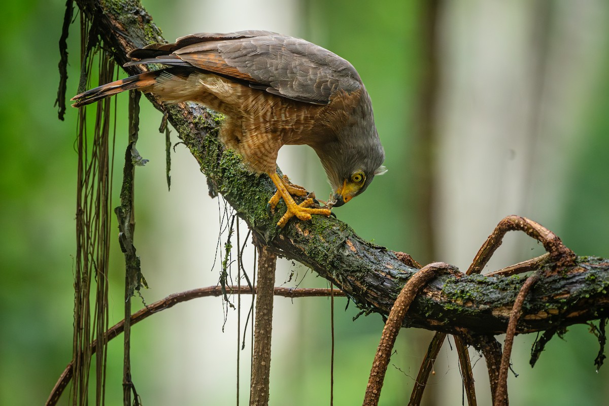 Roadside Hawk - ML613964879