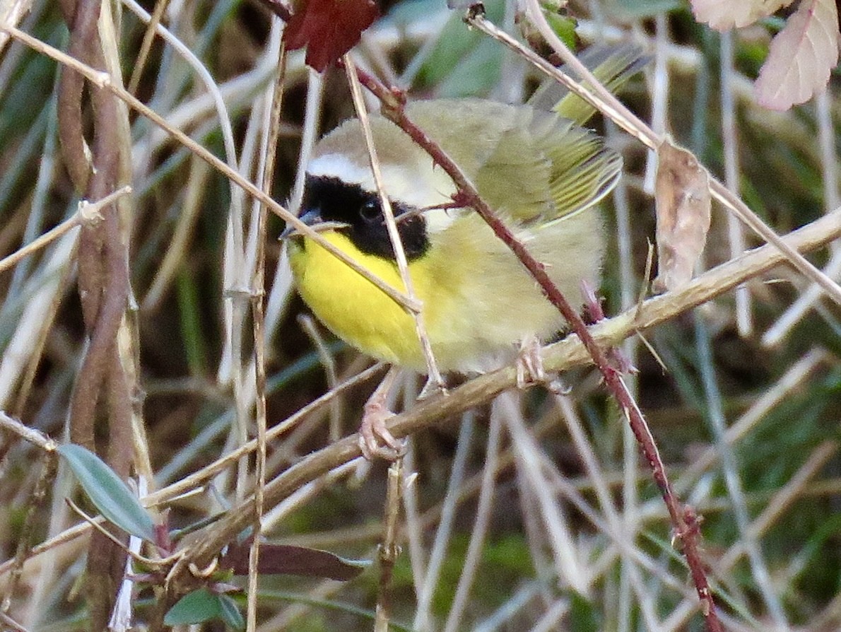 Common Yellowthroat - ML613964882