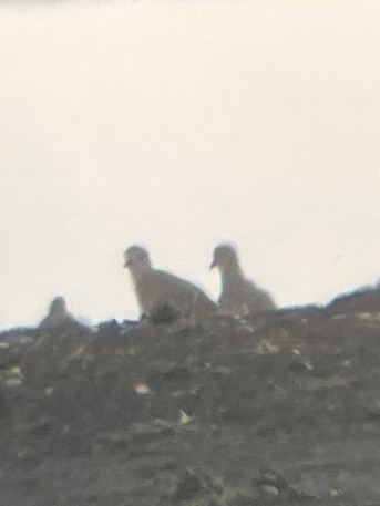 Black-bellied Plover - ML613964894