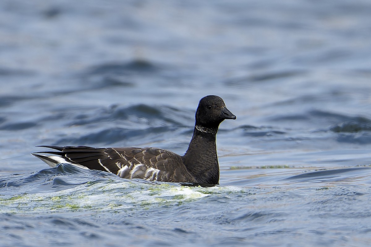 Brant - ML613964959