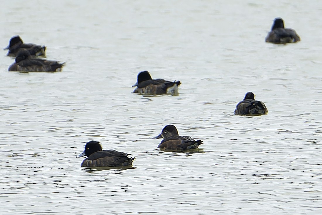 Ring-necked Duck - ML613964980