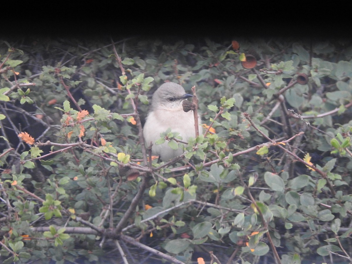 Northern Mockingbird - ML613965046