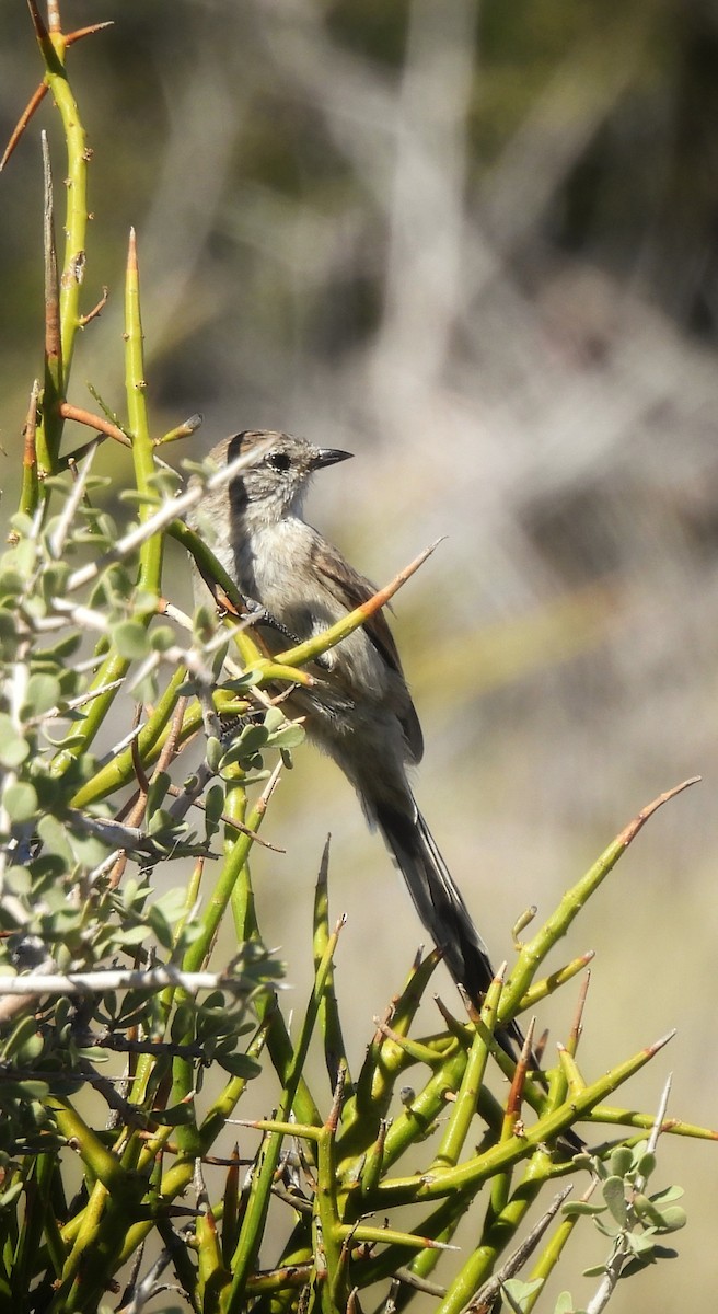 Plain-mantled Tit-Spinetail - ML613965103