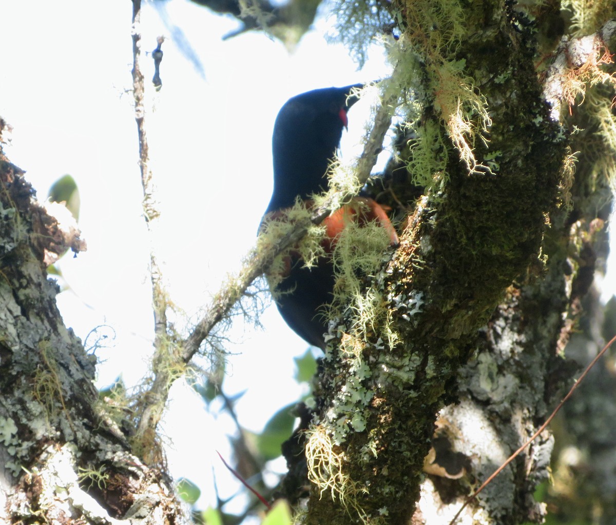 North Island Saddleback - ron romano