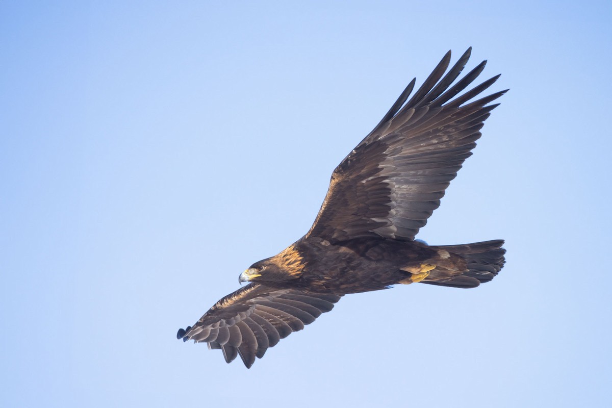 orel skalní - ML613965151