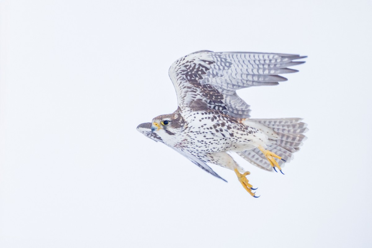 raroh prériový - ML613965178