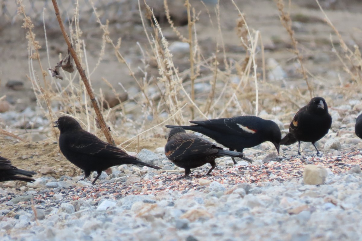 Tricolored Blackbird - ML613965220