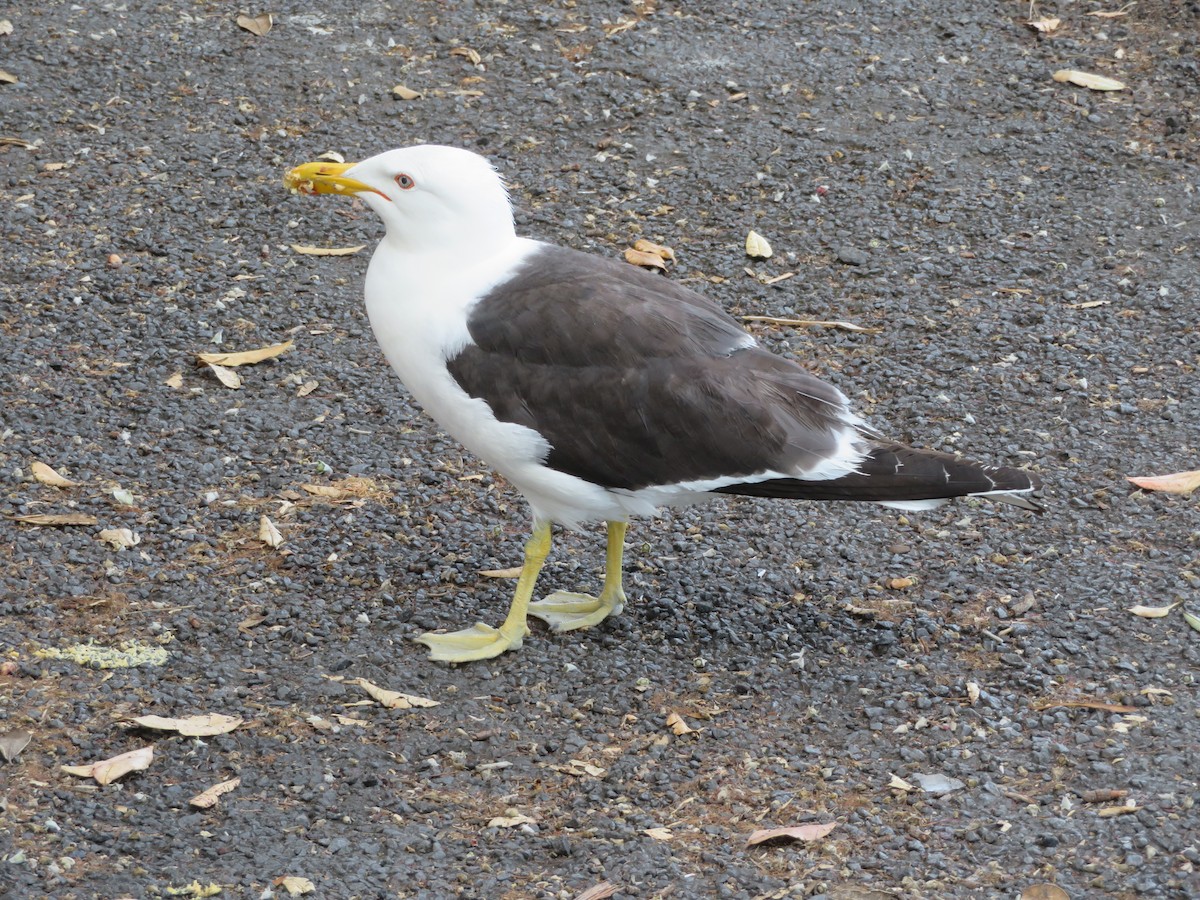 Kelp Gull - ML613965315