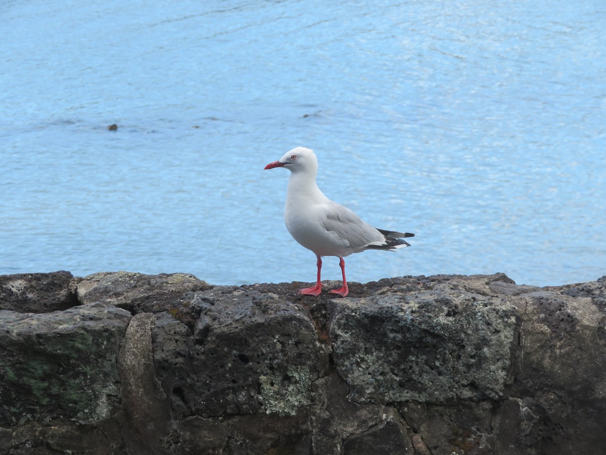 Gaviota Plateada - ML613965317