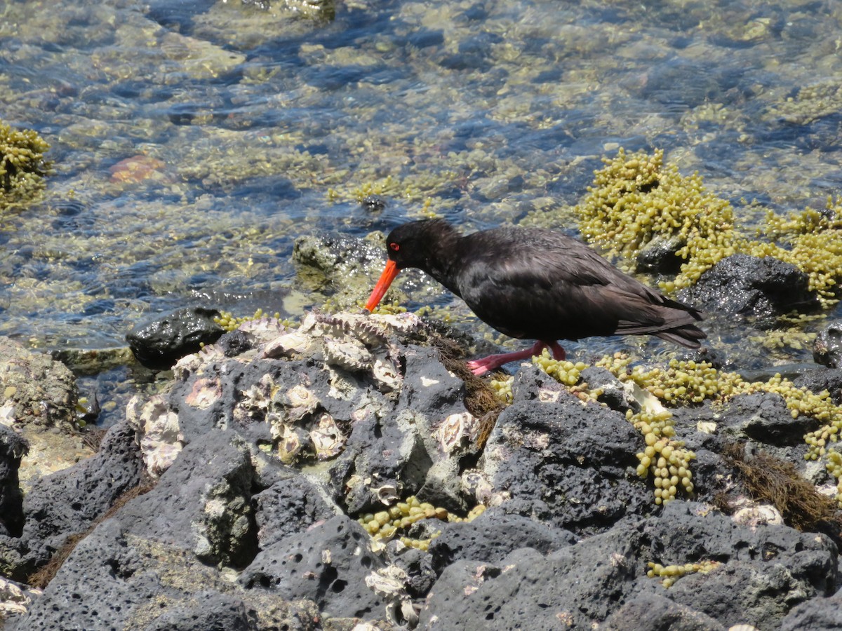 Neuseeland-Austernfischer - ML613965335