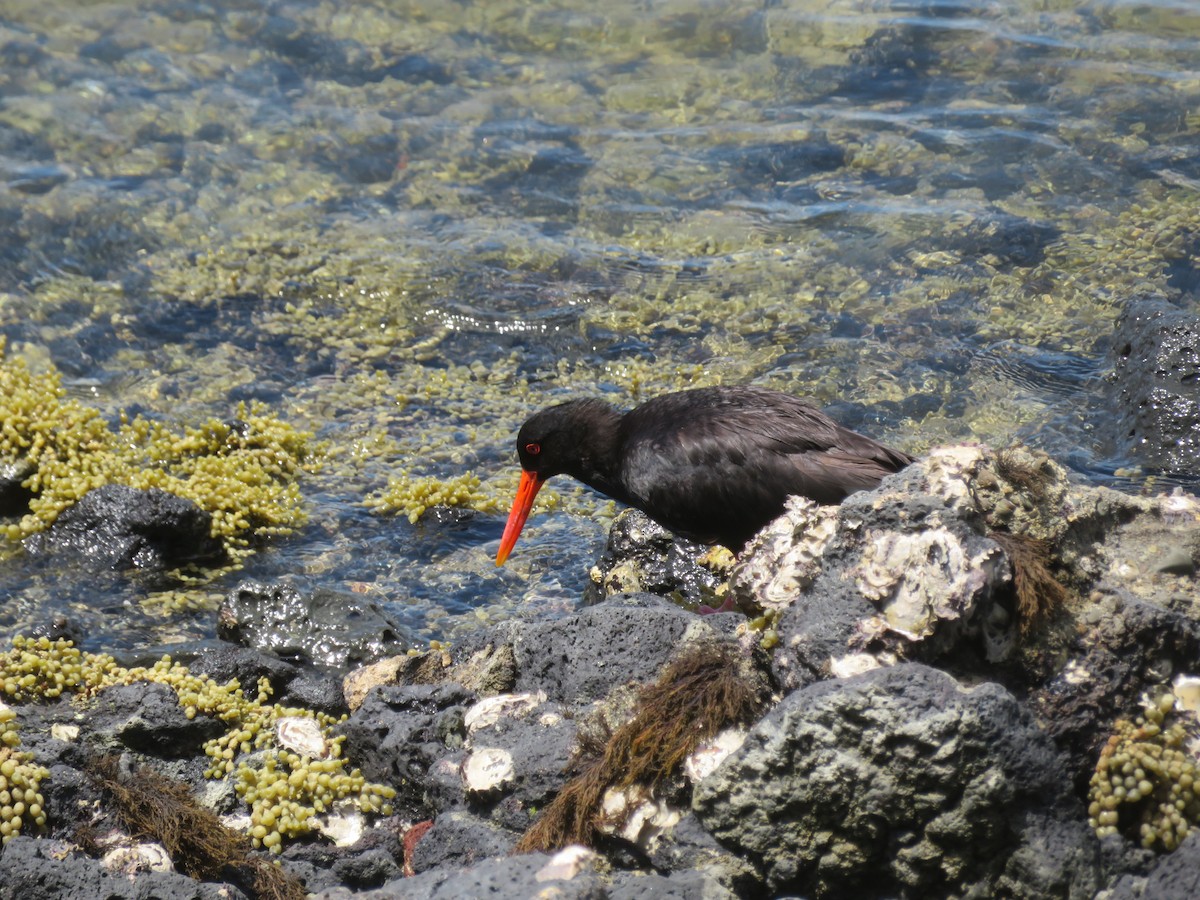 Variable Oystercatcher - ron romano