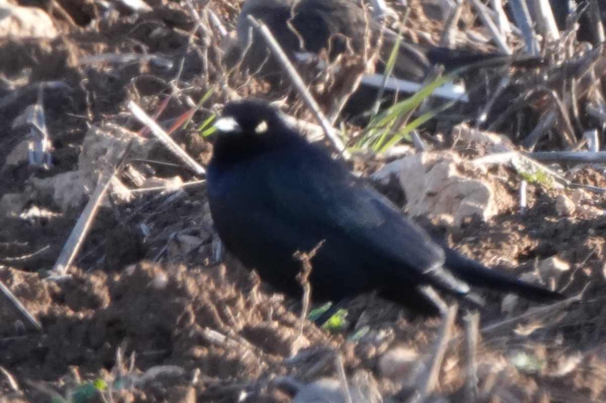 Brewer's Blackbird - ML613965393