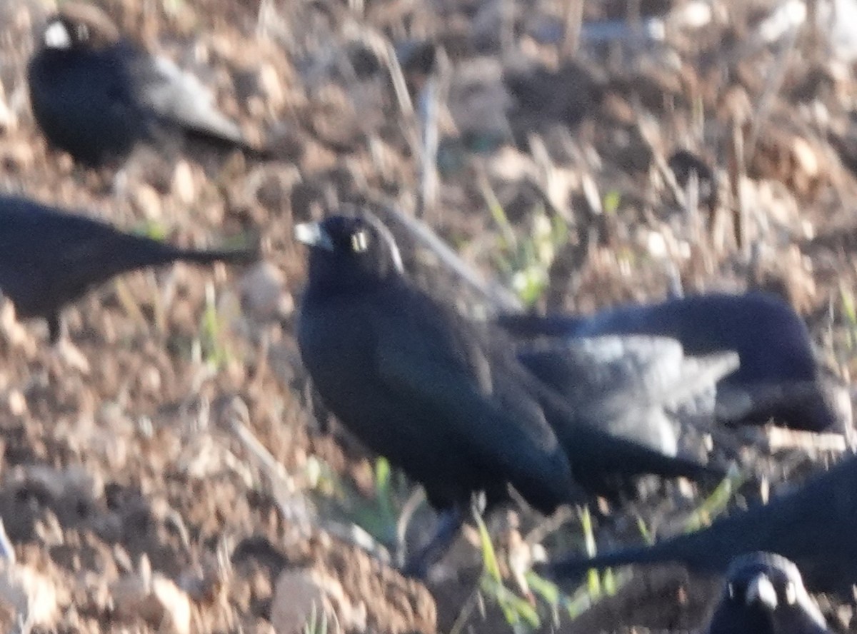 Brewer's Blackbird - ML613965394