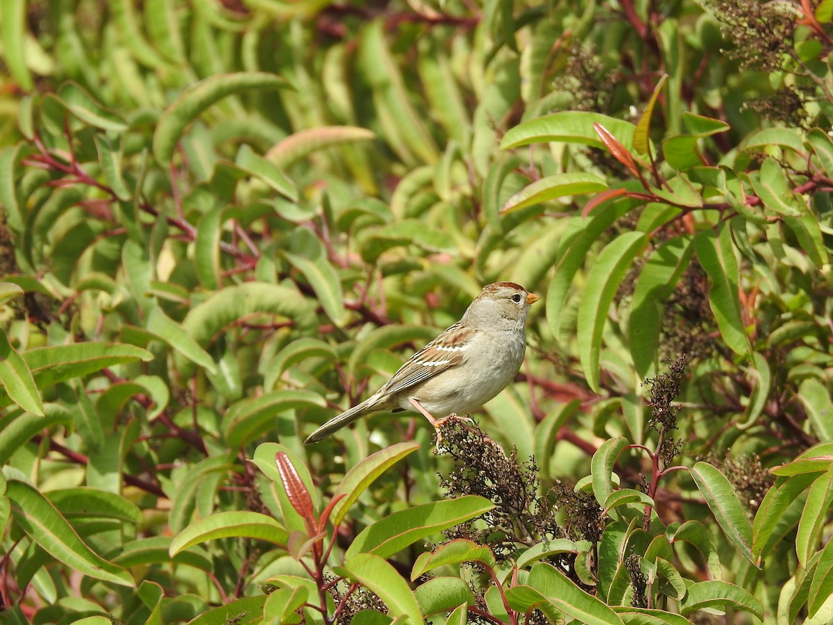 White-crowned Sparrow - Germ Germain