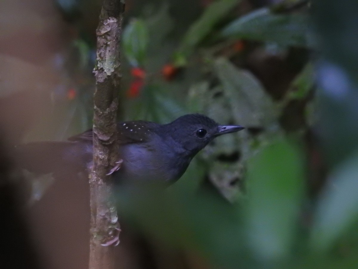 Rufous-faced Antbird - ML613965479