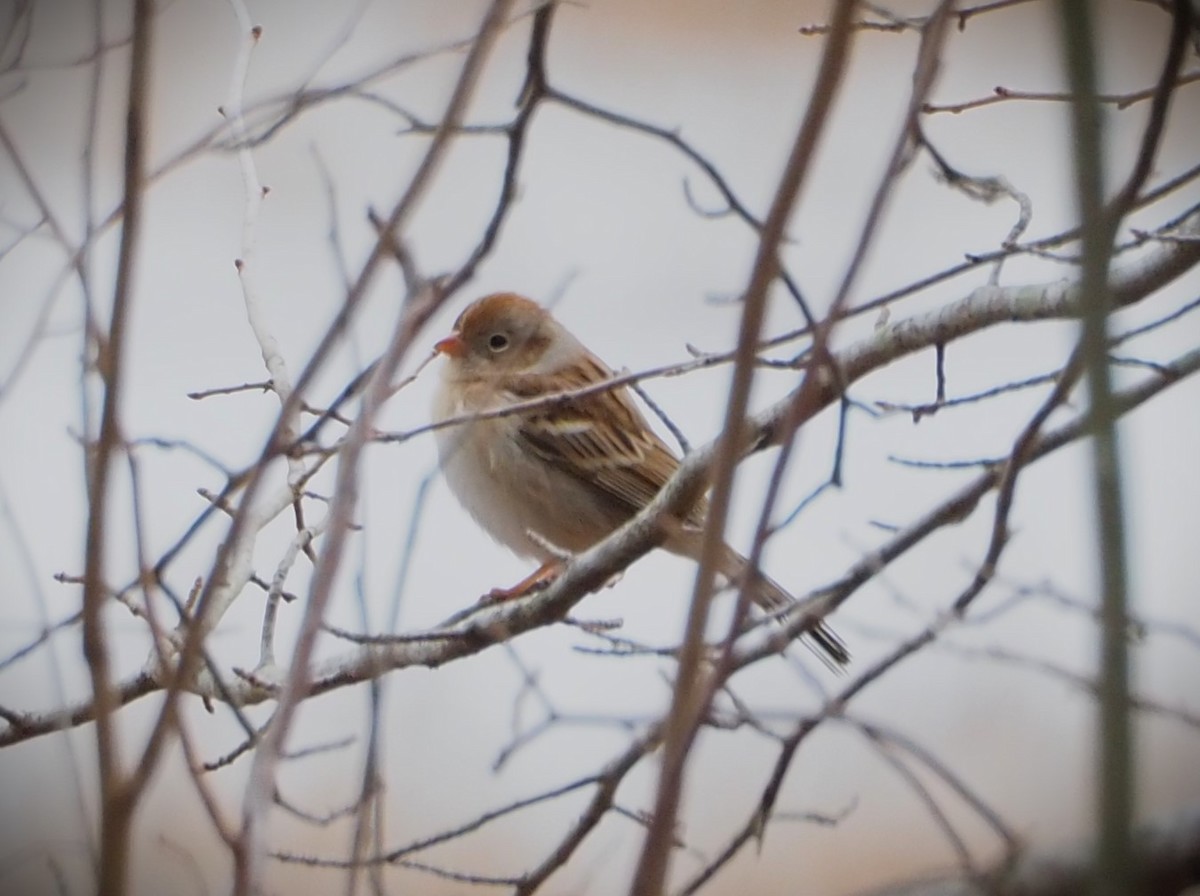 Field Sparrow - ML613965492