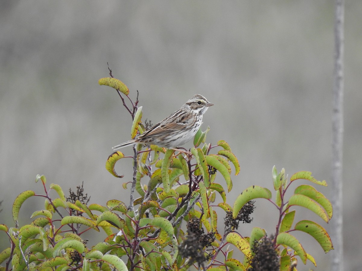 Savannah Sparrow - Germ Germain