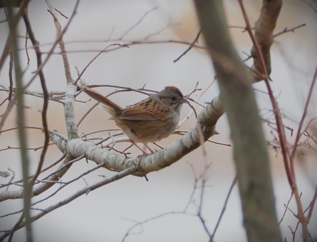 Swamp Sparrow - ML613965500