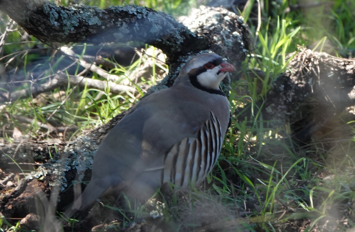 Chukar - ML613965505