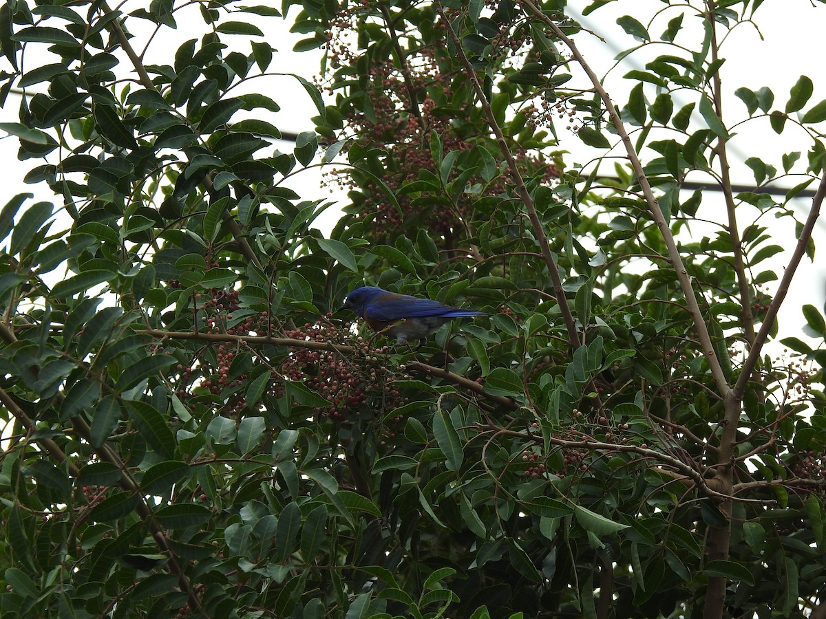 Western Bluebird - Germ Germain