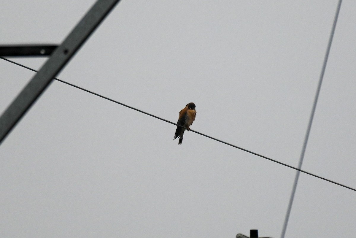 American Kestrel - Patty Masten